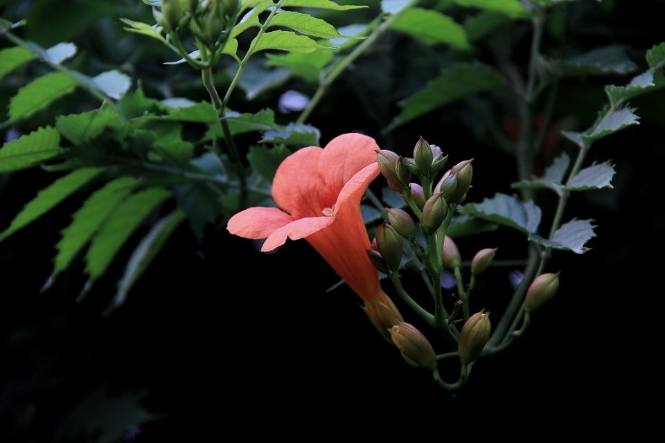 北京凌霄花种植基地 凌霄花种植基地