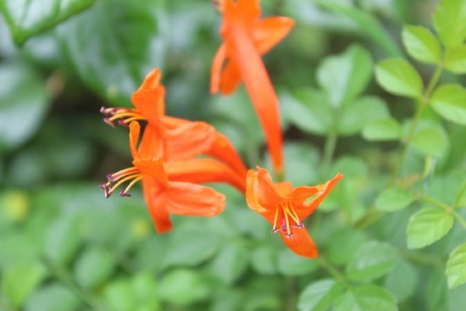 河北凌霄花价格 凌霄花价格