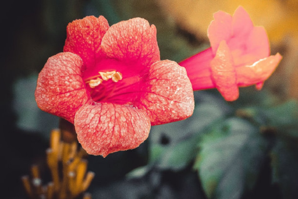 北京凌霄花批发价格 凌霄花批发价格