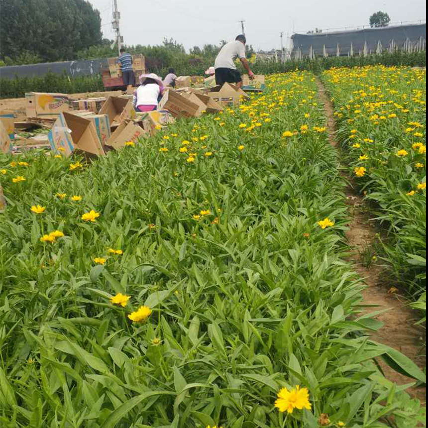 金鸡菊基地种植 金鸡菊批发价格 金鸡菊苗现货供应
