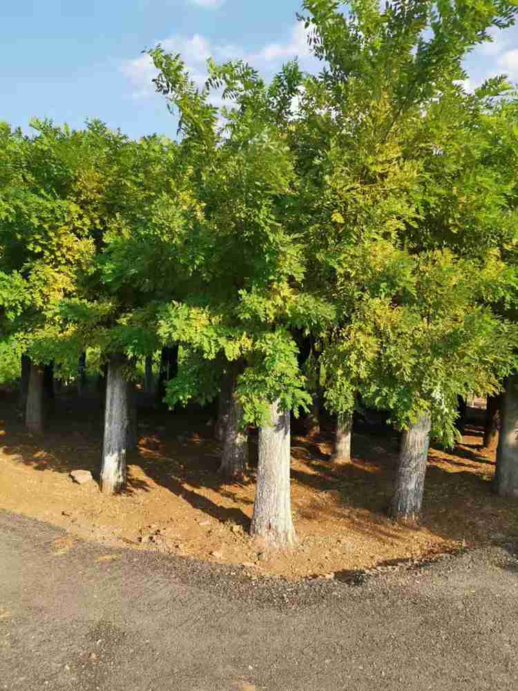 山东矮株金枝槐  金枝槐苗圃量大价优