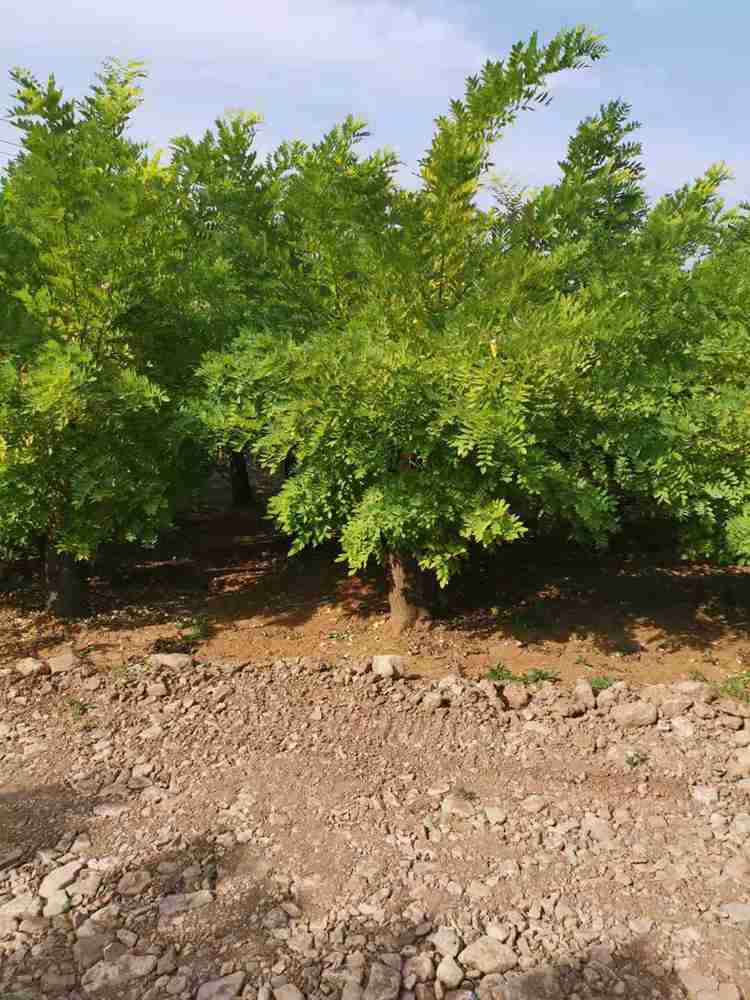 基地直供黄金槐树苗_园林观赏苗木量大价优