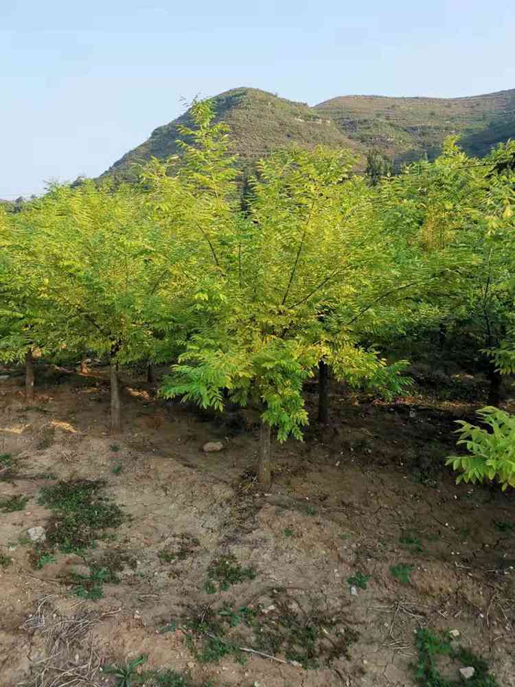 基地直供金枝国槐树苗_绿化带苗木批发优惠