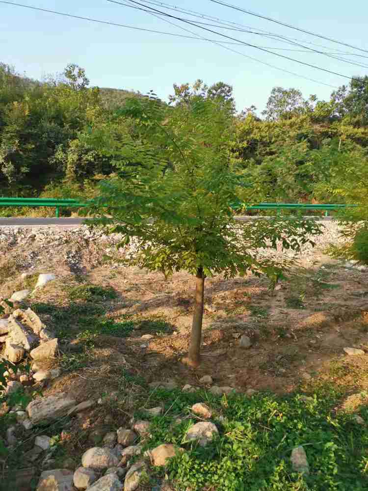 基地直供金枝槐_12公分金枝树苗批发优惠