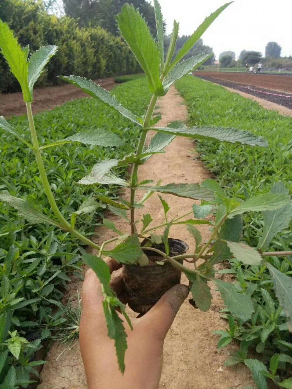柳叶马鞭草种植基地    花海马鞭草