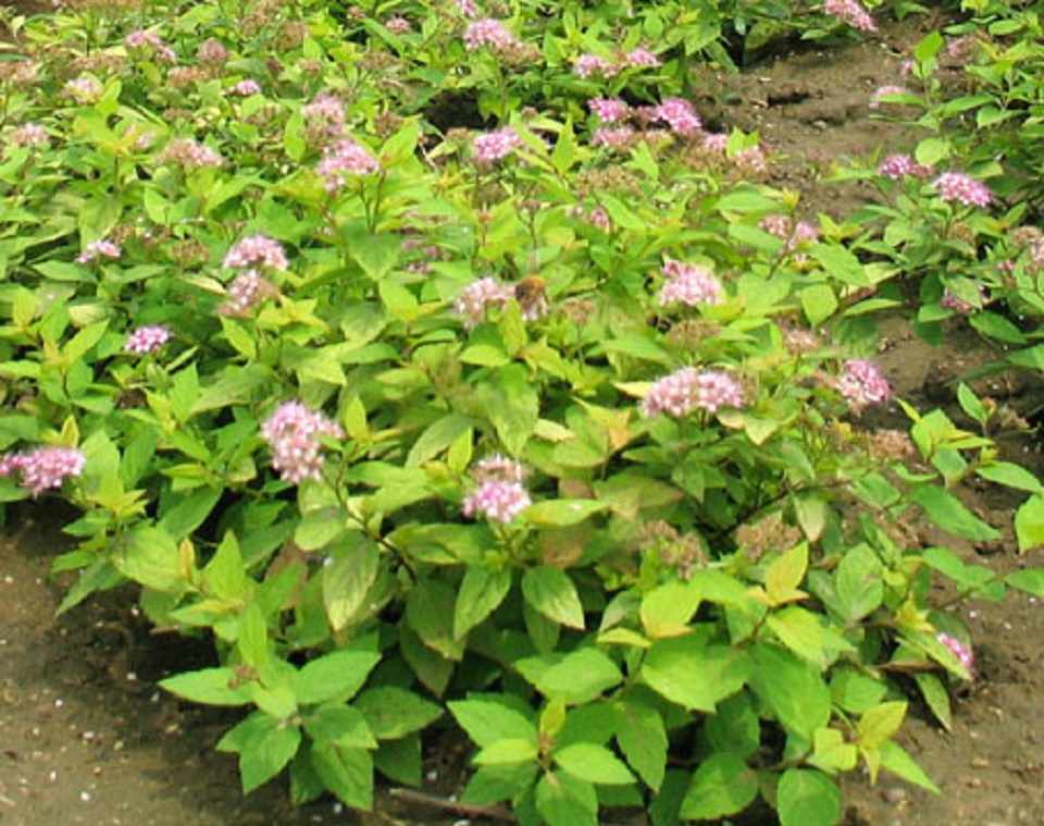 山西绣线菊种植基地 绣线菊种植基地