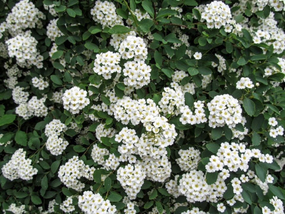 河北绣线菊种植 绣线菊种植