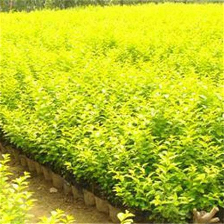 山东 现货出售金叶女贞  常年供应金叶女贞    华彬