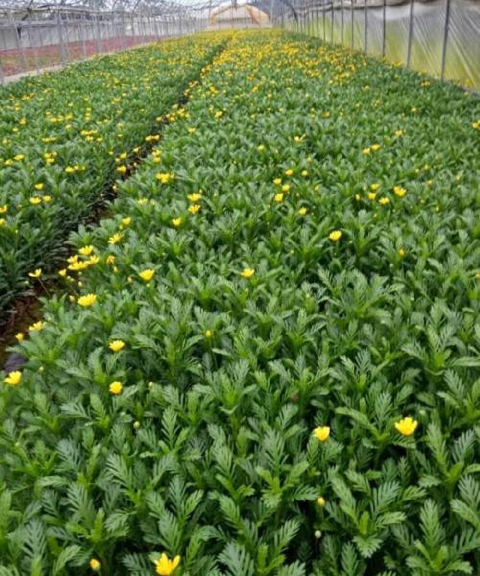 山西金鸡菊培育基地 金鸡菊培育基地