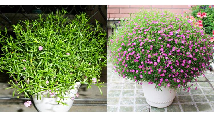 锥花丝石竹苗盆栽 观花绿植丝石竹 花地被植物批发花卉种苗 绿化工程