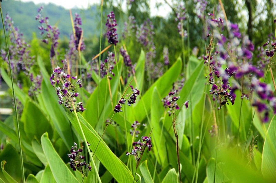 上海再力花种植基地 再力花种植基地