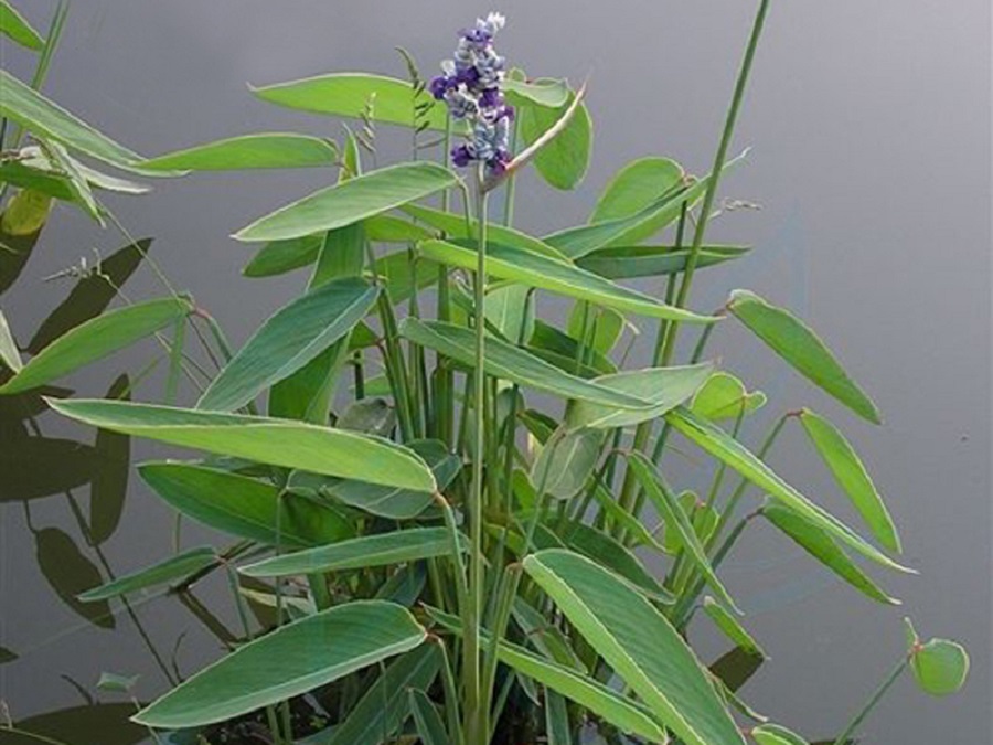 北京再力花供货商 再力花供货商