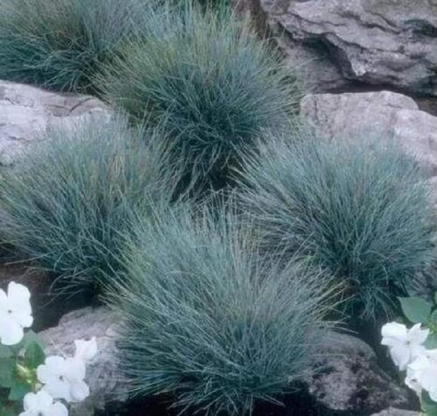 浙江金鸡菊种植 金鸡菊种植