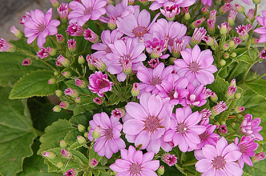 江苏瓜叶菊出售 瓜叶菊出售