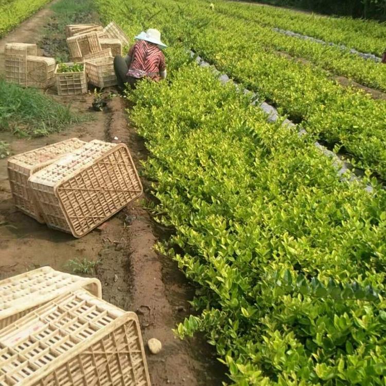 金森女贞 金森女贞基地 山东金森女贞价格