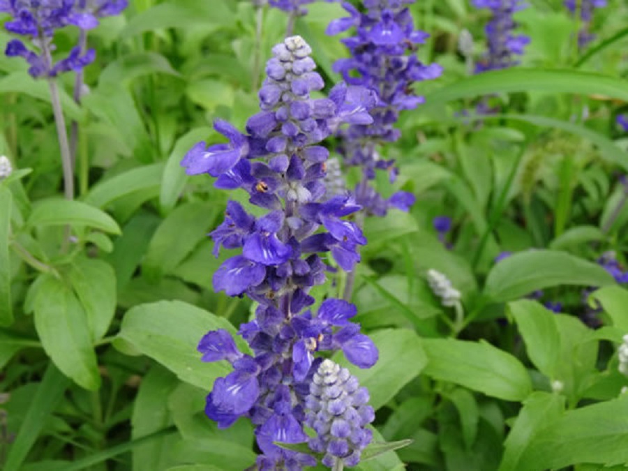潍坊蓝色鼠尾草培育基地 蓝色鼠尾草培育基地