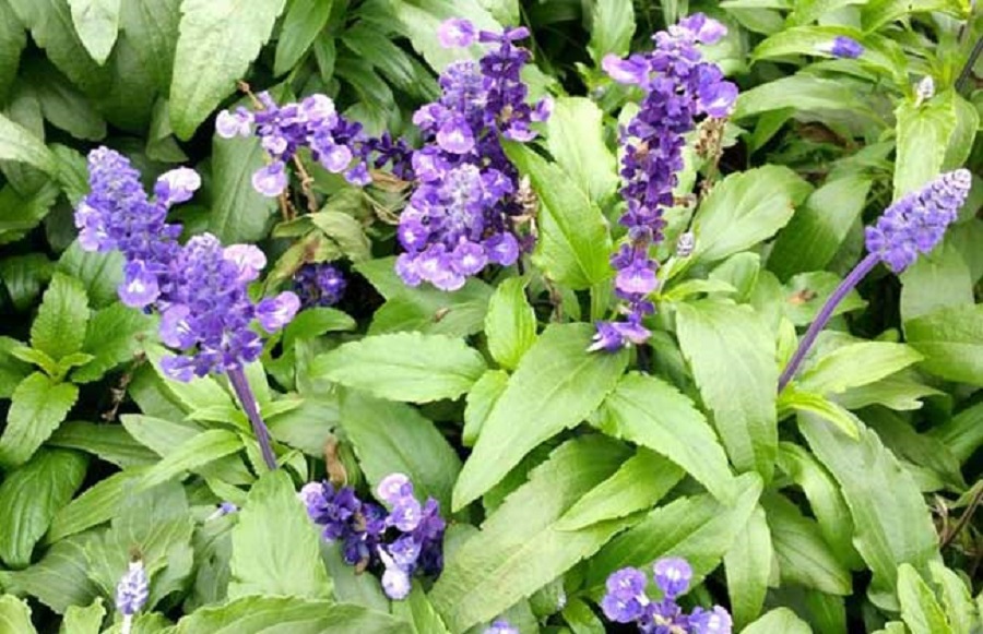 山西蓝色鼠尾草批发价格 蓝色鼠尾草批发价格