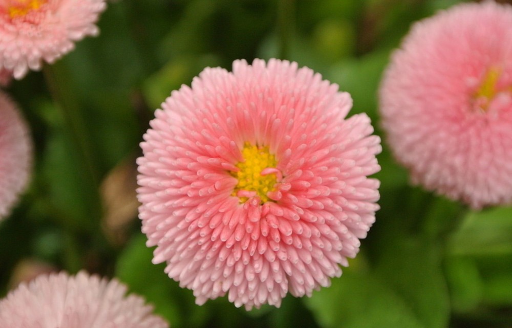北京翠菊批发价格 翠菊批发价格
