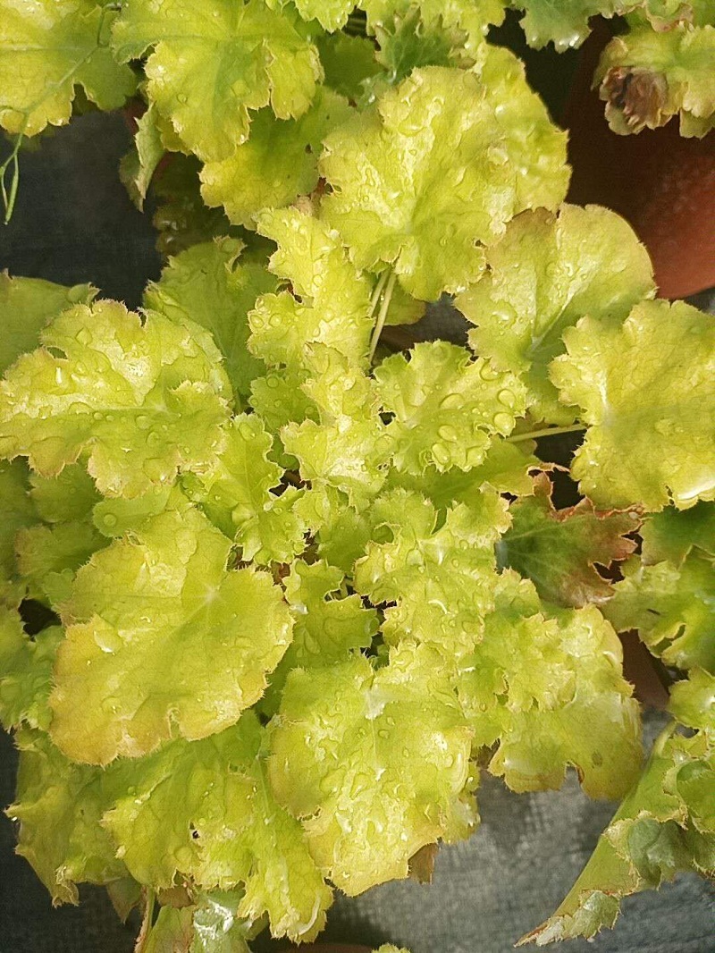 矾根 顺和花卉 多彩矾根 矾根批发