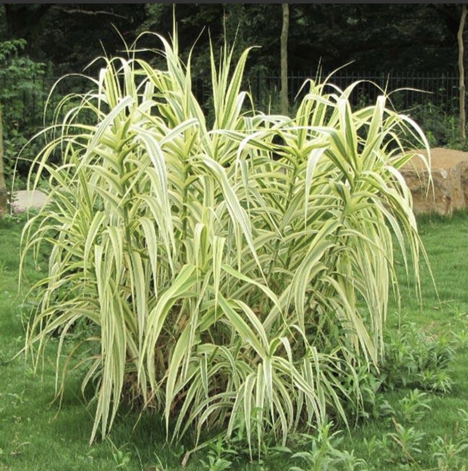 河南花叶芦竹批发价格 花叶芦竹批发价格