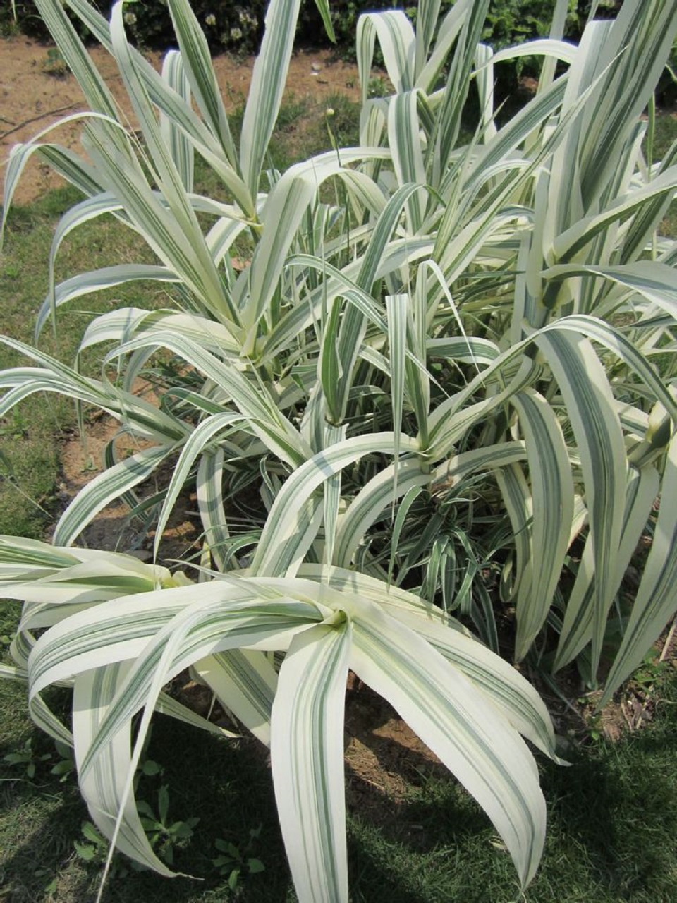 河南花叶芦竹价格 花叶芦竹价格