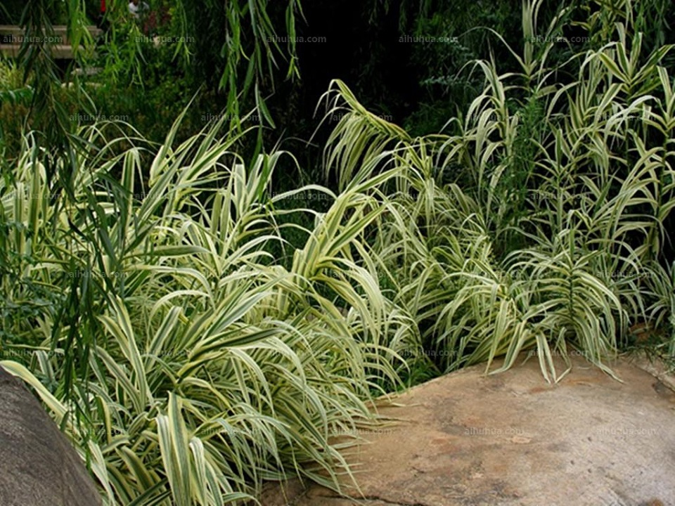 江苏花叶芦竹价格 花叶芦竹价格