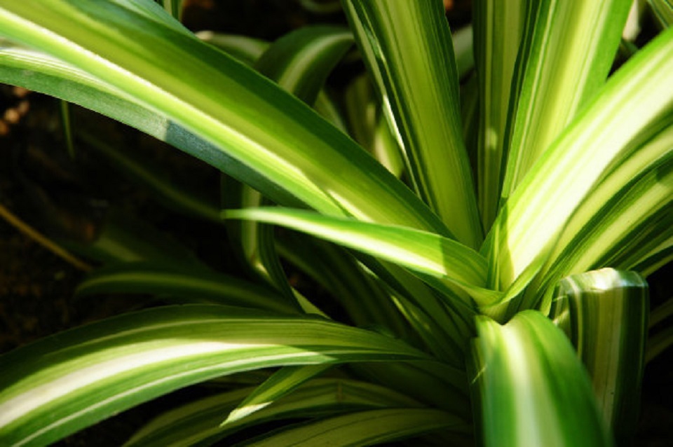 山东花叶芦竹种植基地 花叶芦竹种植基地