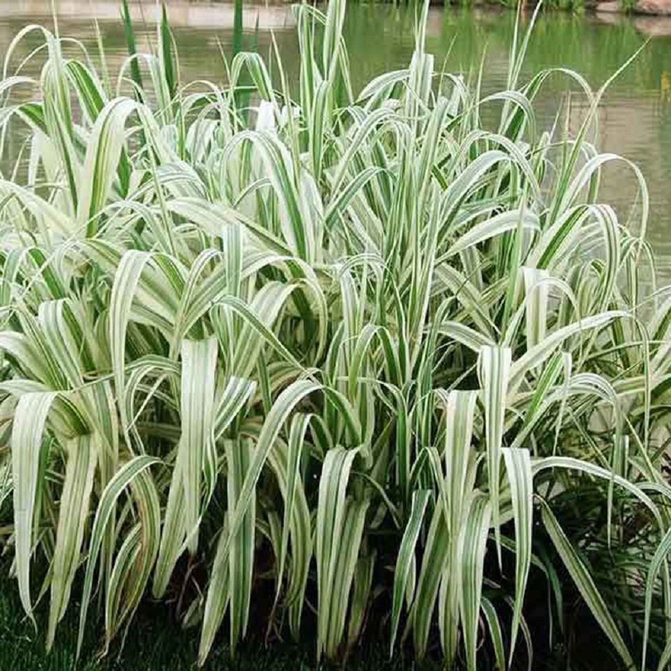 江苏花叶芦竹批发 花叶芦竹批发