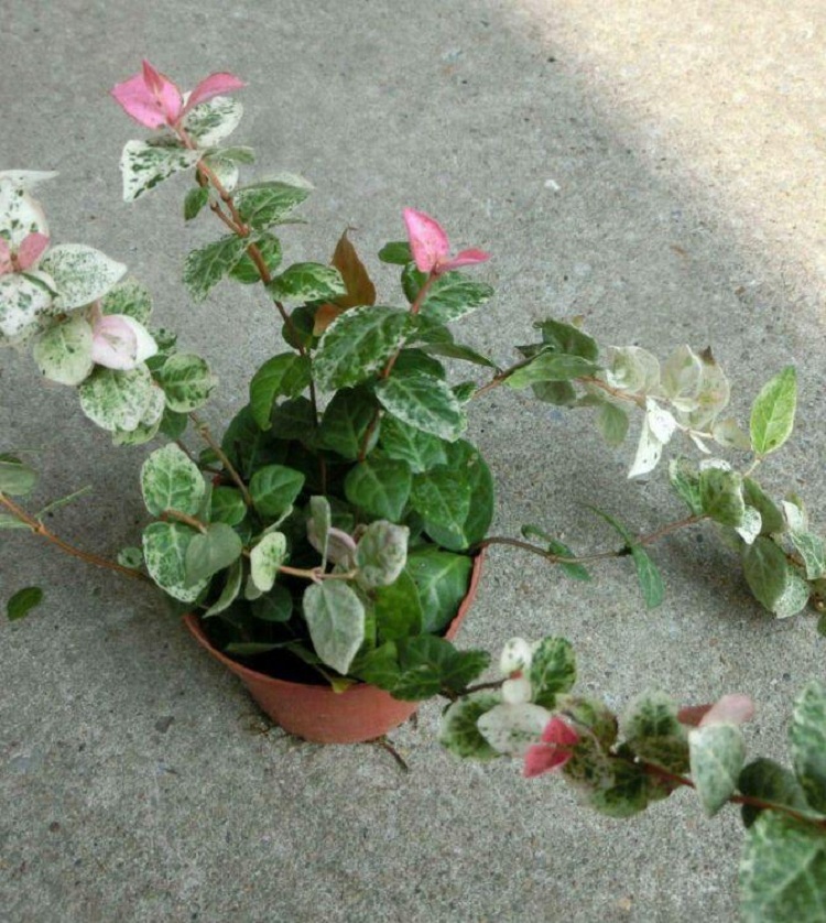 花叶络石 花叶络石批发价格 花叶络石种植基地 花叶络石苗