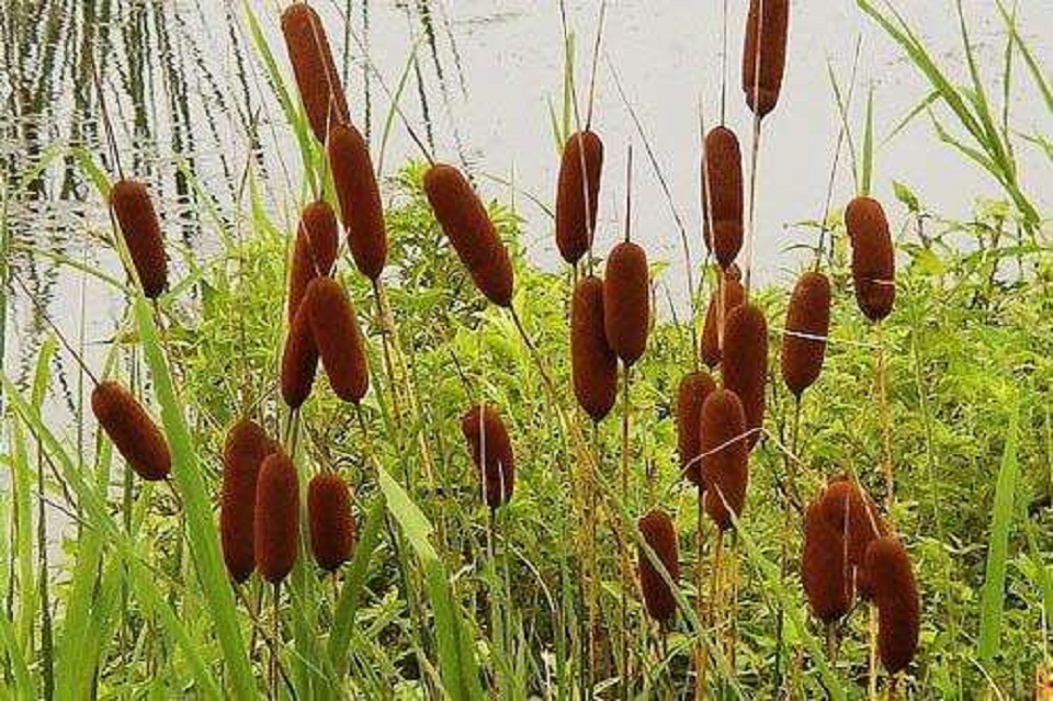 山东花叶芦竹供货商 花叶芦竹供货商