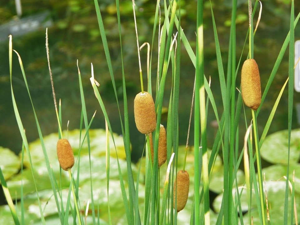 安徽花叶芦竹种植基地 花叶芦竹种植基地