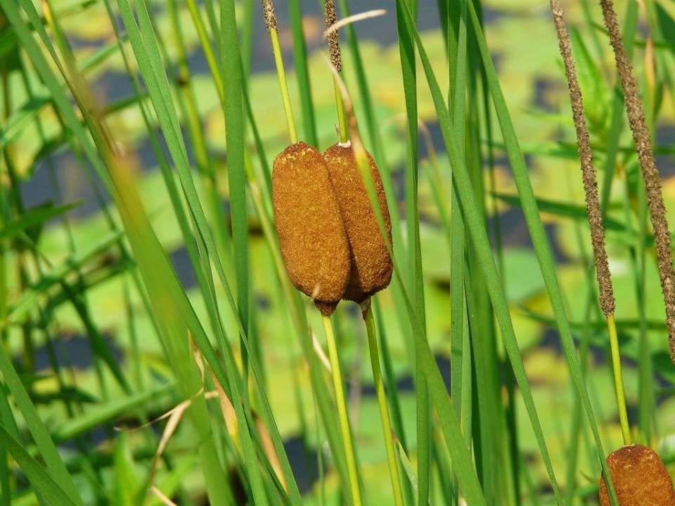 河南花叶芦竹批发 花叶芦竹批发