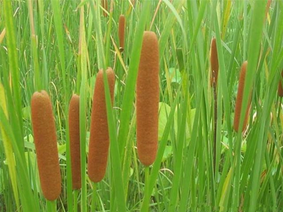 青州花叶芦竹供货商 花叶芦竹供货商
