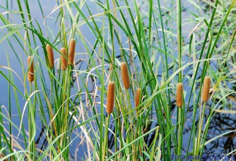 安徽花叶芦竹批发价格 花叶芦竹批发价格