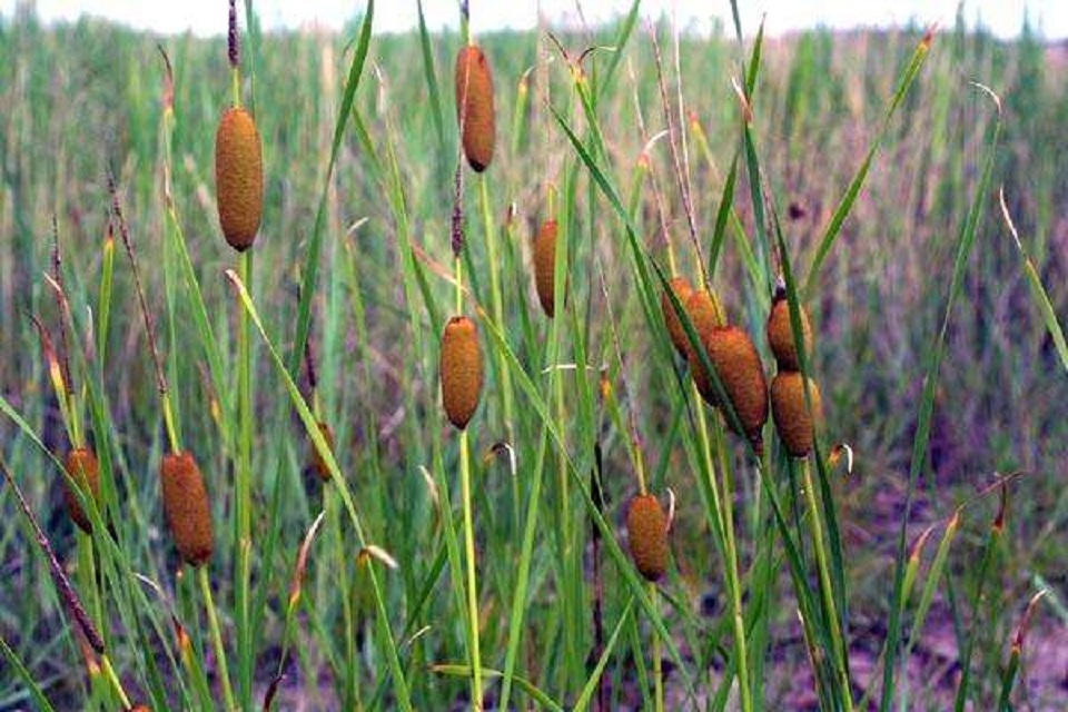 山东花叶芦竹种植 花叶芦竹种植