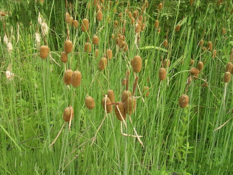 上海花叶芦竹供应商 花叶芦竹供应商