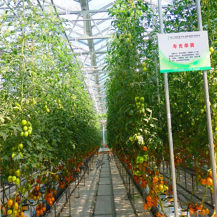 西红柿无土栽培 番茄无土栽培种植 荷兰模式椰糠栽培 无土栽培工程建设