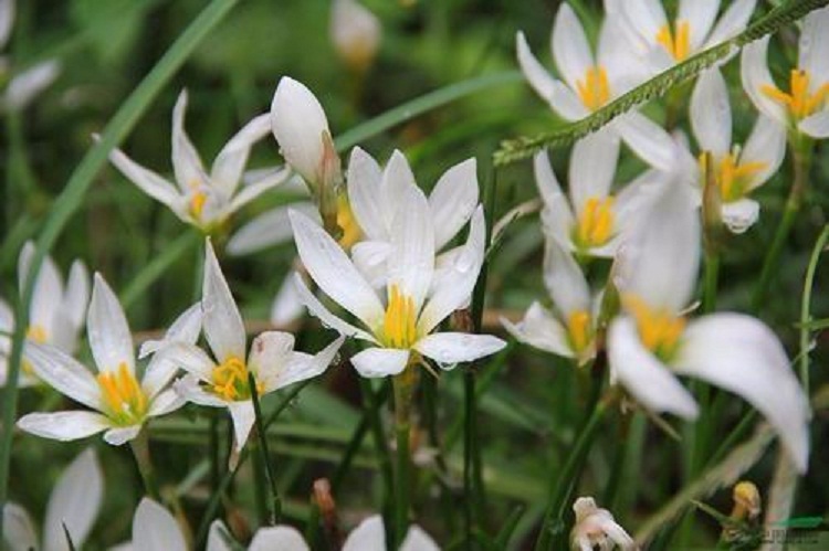 批发摆租用草花 葱兰杯花价格 欣美厂家基地