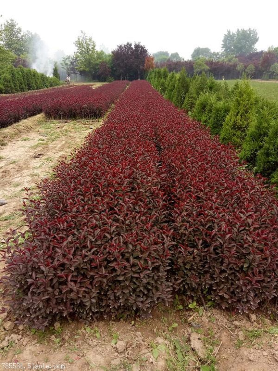 山东紫叶矮樱种植基地 紫叶矮樱种植基地