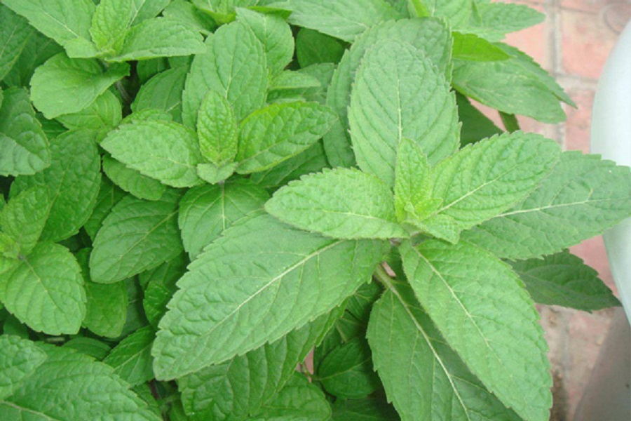 山东薄荷种植基地 薄荷种植基地