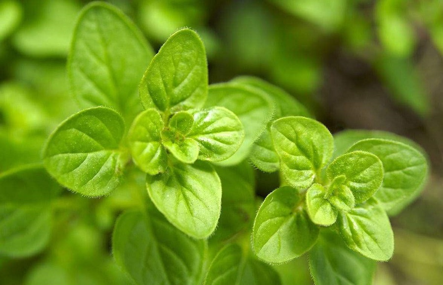 河北薄荷种植基地 薄荷种植基地