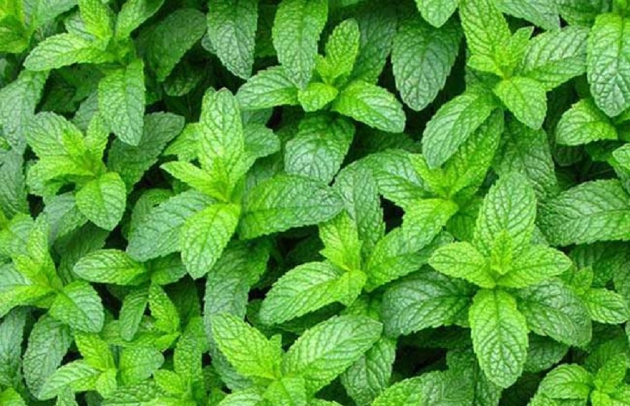 山东薄荷价格 薄荷价格