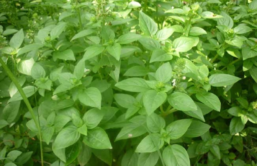 山东薄荷批发价格 薄荷批发价格