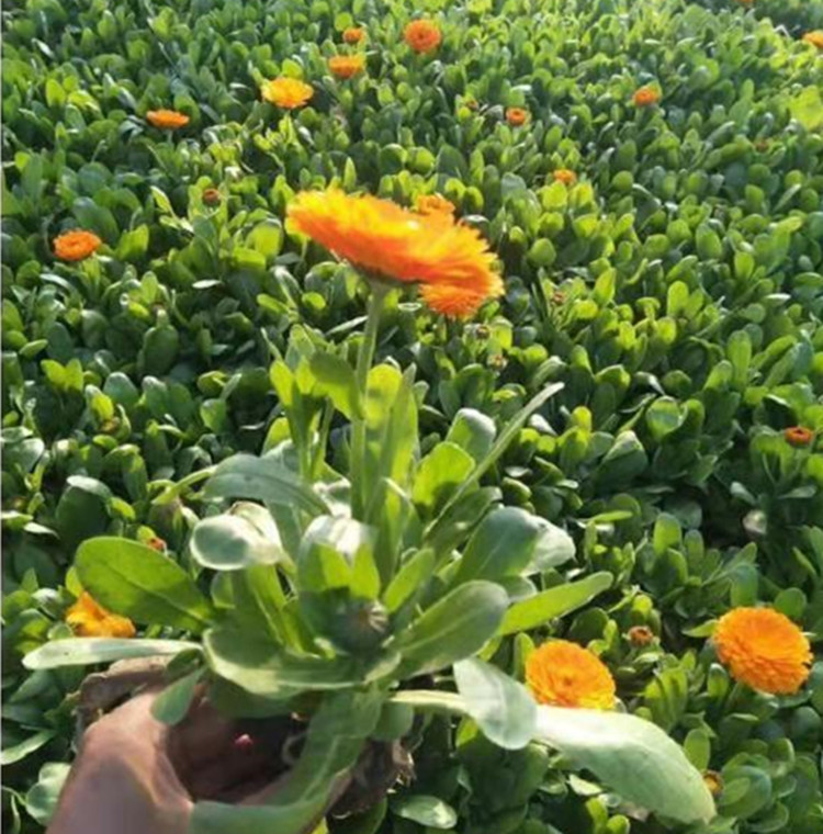 金盏菊价格  金盏菊种植基地 江瑞金盏菊批发销售
