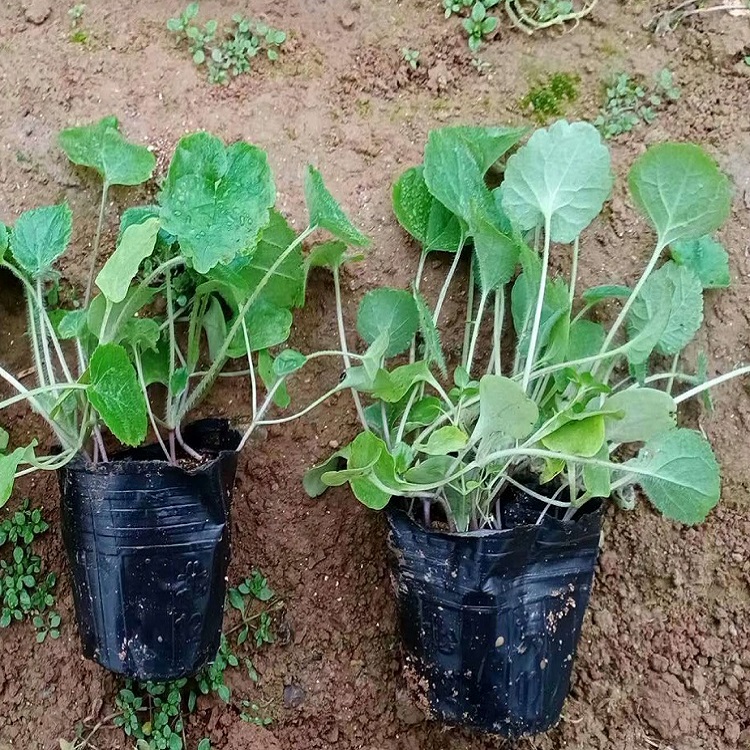 二月兰价格诸葛菜基地二月兰批发雪萝花卉基地常年供应