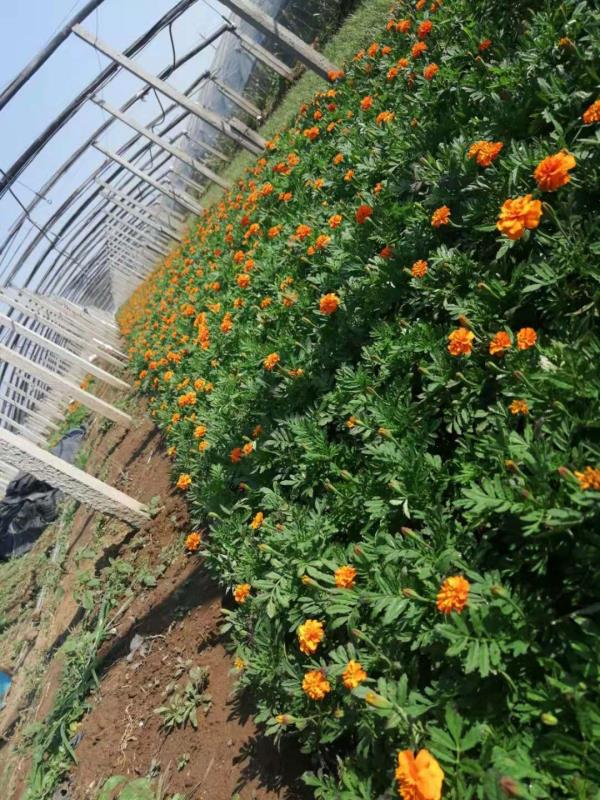 青州 孔雀草基地