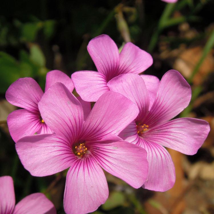 苗圃直销 供应红花醡浆草 红花醡浆草苗 基地种植 量大优惠