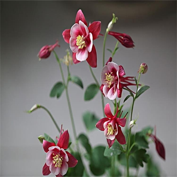 销售大花耧斗菜 批发大花耧斗菜种子 大花耧斗菜价格