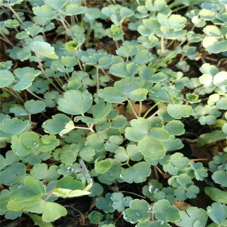 大花耧斗菜花苗 折纸阳台盆栽花卉 易种多年生耧斗菜批发