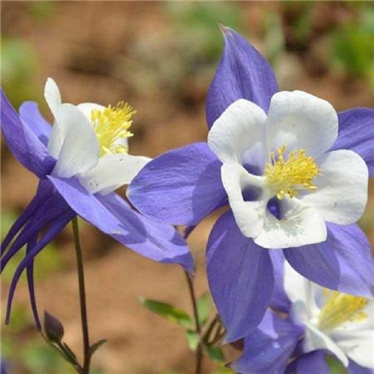 耧斗菜批发 耧斗菜价格 耧斗菜基地厂家